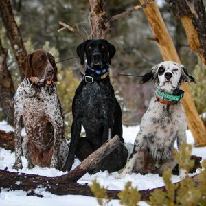 Meet your Posher, Alan